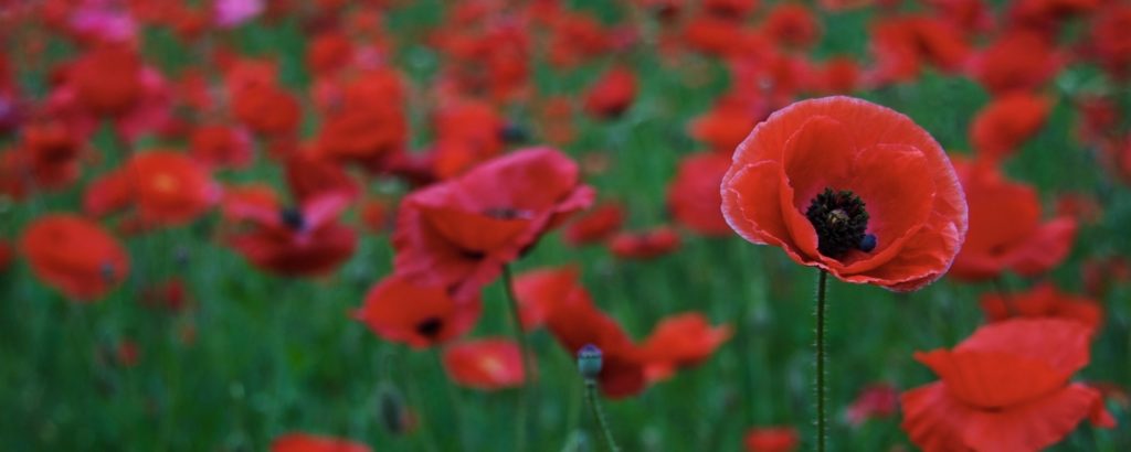 poppy, flowers, red, interflora