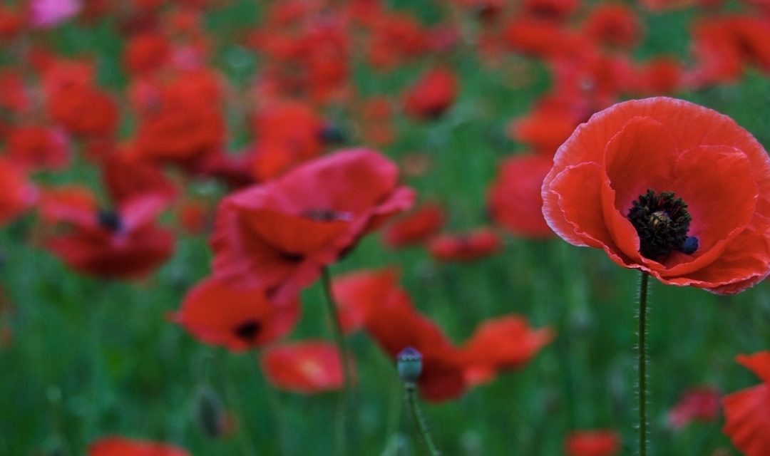 Tall Poppy Syndrome: Crucial Lessons From Interflora’s Penalty