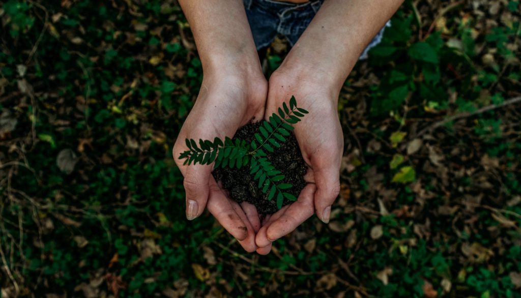 Planting a tree, eco, sustainable, ecologic values